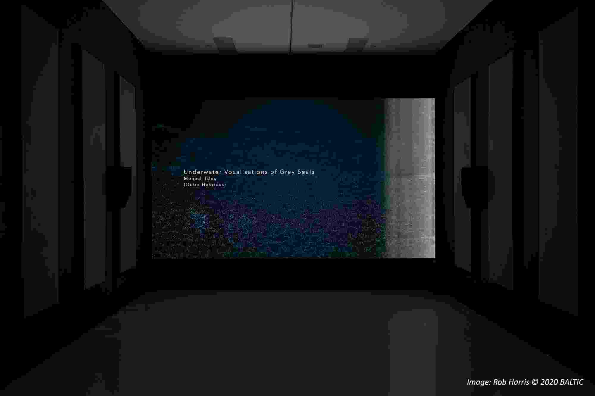 An image of a gallery installation.  In a darkened room, the words " Underwater Vocalisation of Grey Seals - Monach Isles (Outer Hebrides)" is projected on the wall with soundwaves visible behind.